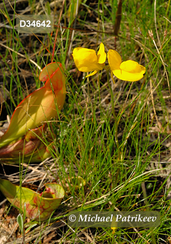 Horned Bladderwort (Utricularia cornuta)